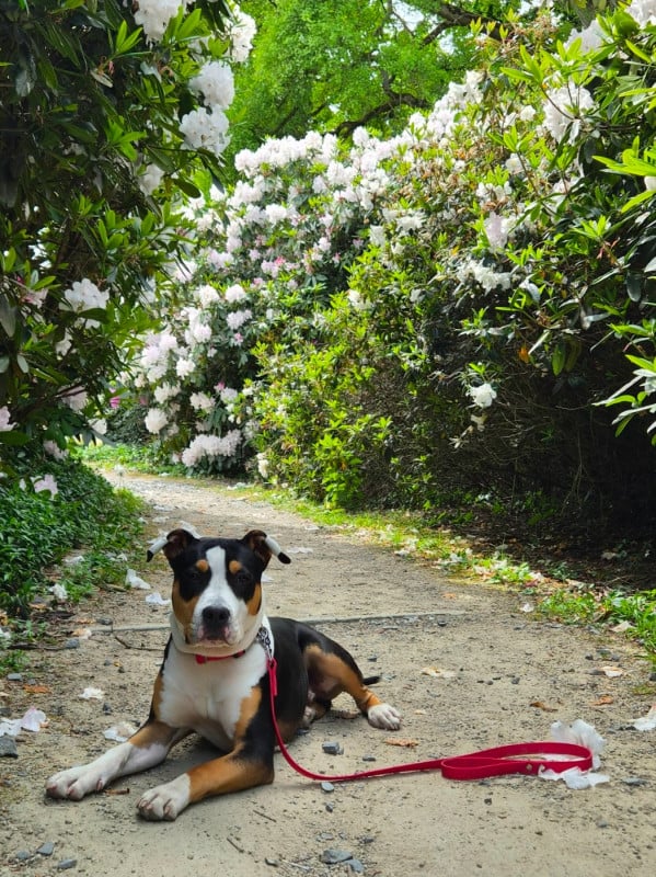 American Staffordshire Terrier - Du chemin des moulins