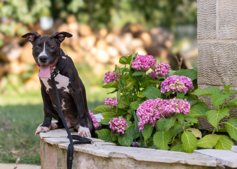 American Staffordshire Terrier - Du chemin des moulins