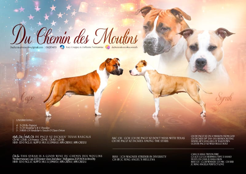 American Staffordshire Terrier - Du chemin des moulins