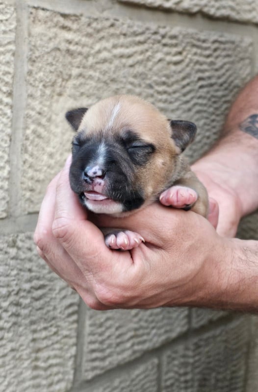American Staffordshire Terrier - Du chemin des moulins