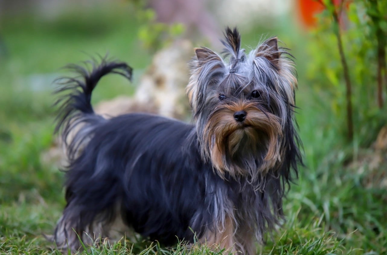 Publication : Du Rêve De Calineka