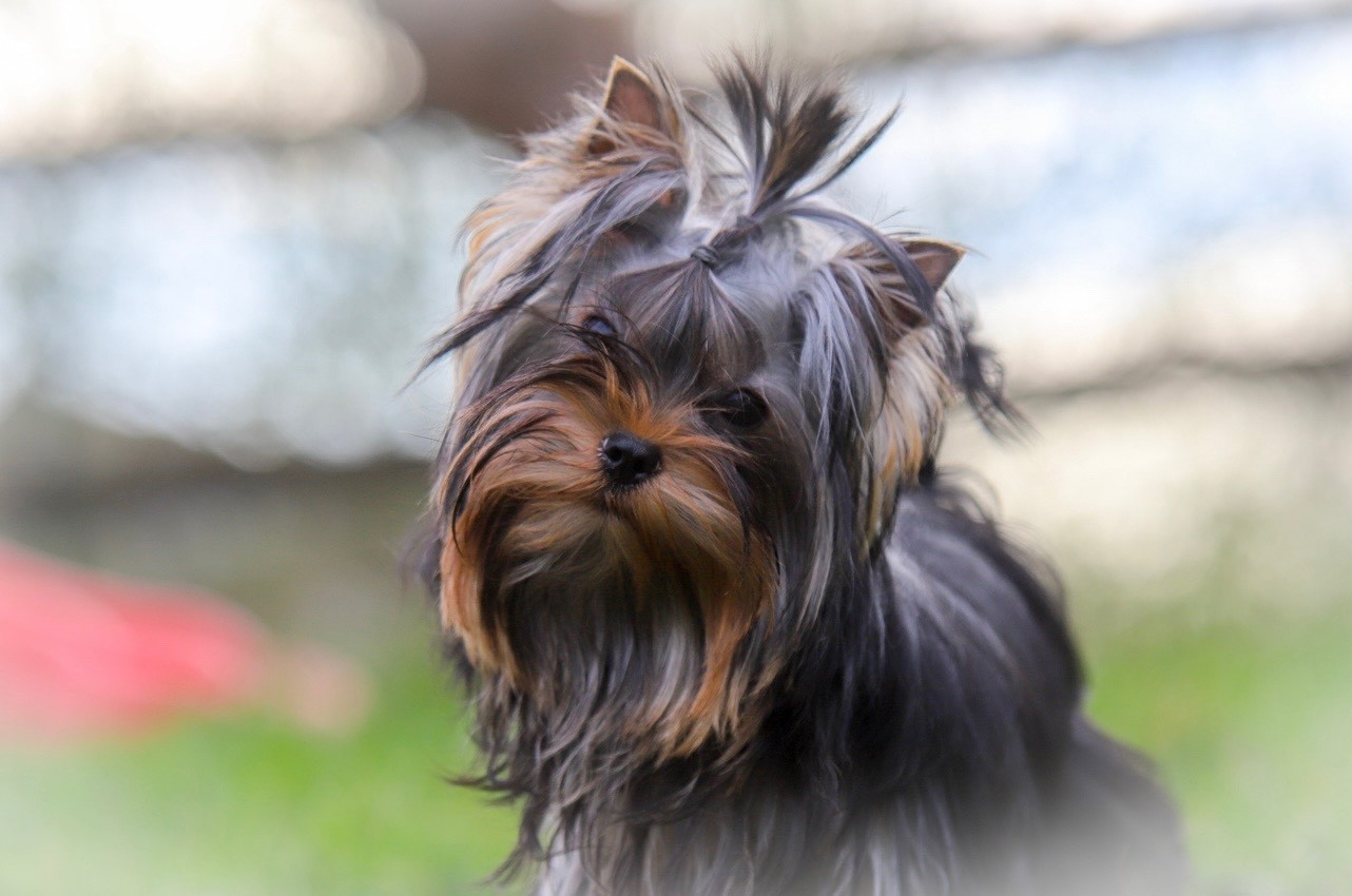 Publication : Du Rêve De Calineka