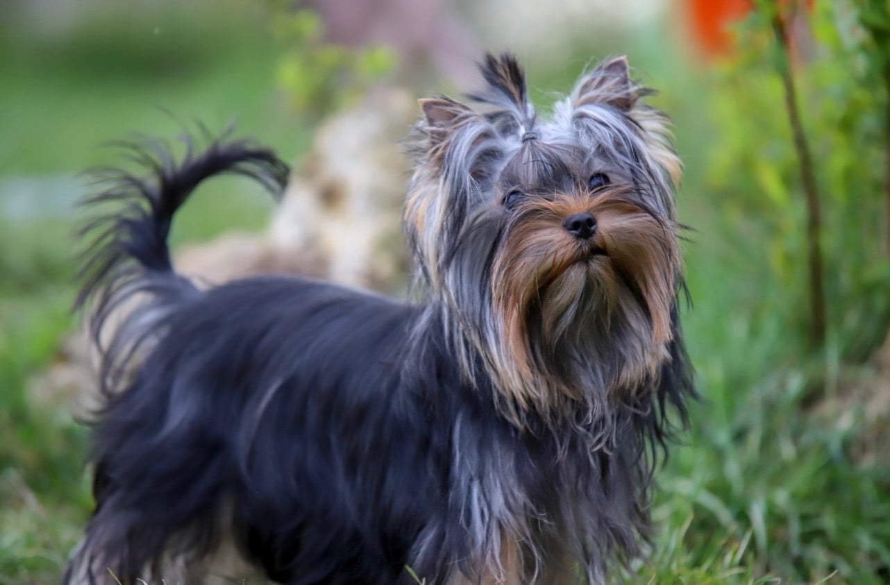 Publication : Du Rêve De Calineka