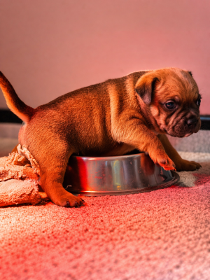 Les chiots de Staffordshire Bull Terrier