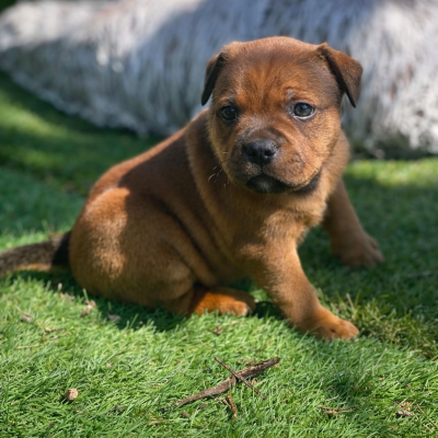 Les chiots de Staffordshire Bull Terrier