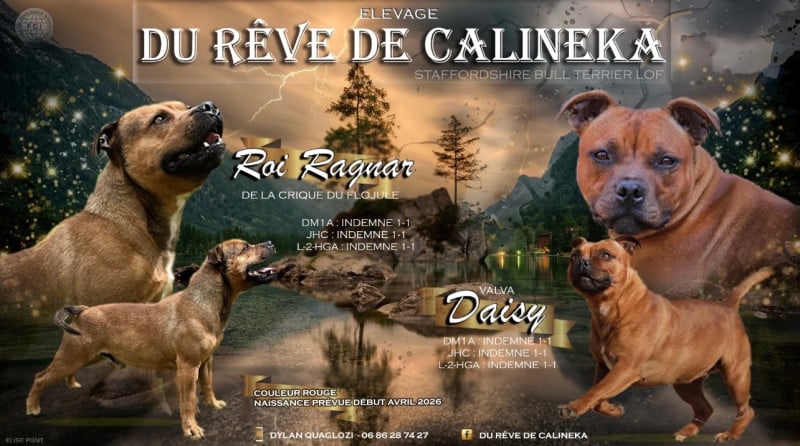 Staffordshire Bull Terrier - Du Rêve De Calineka