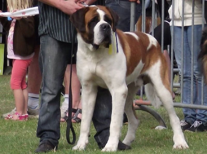 CH. Garou De La Maison Des Tartarin