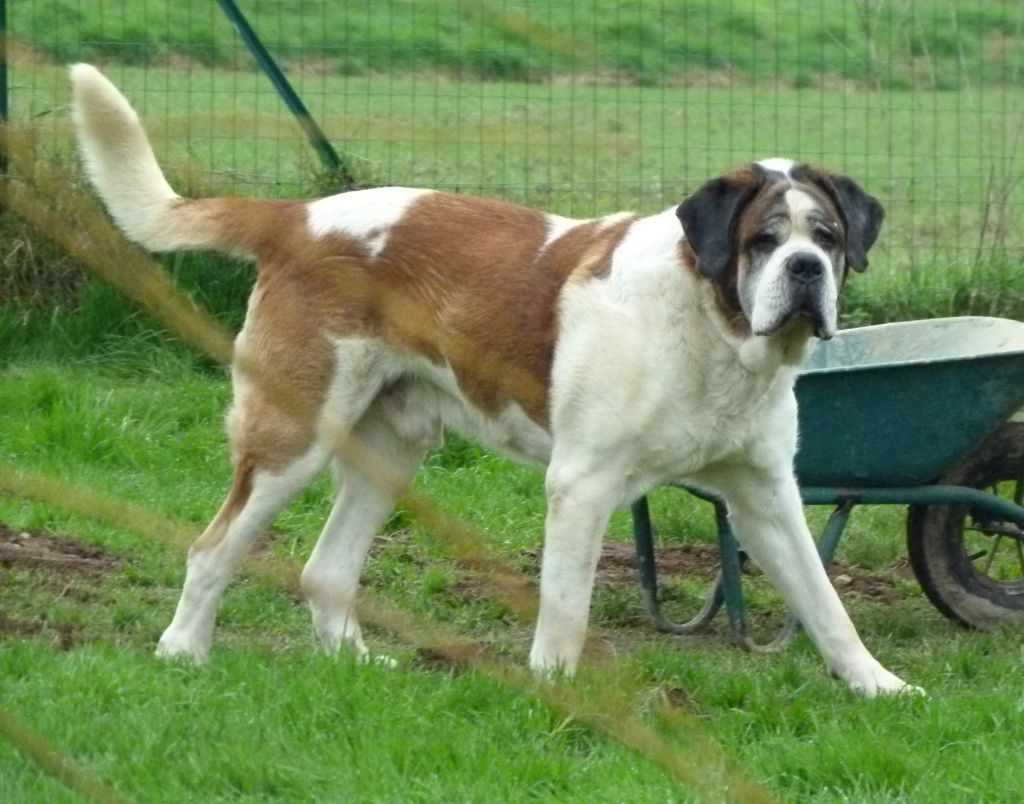 CH. Garou De La Maison Des Tartarin