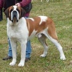 CH. Garou De La Maison Des Tartarin