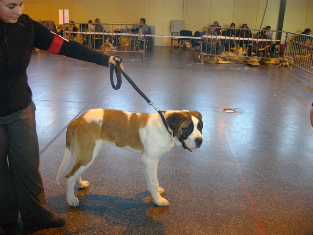 CH. Garou De La Maison Des Tartarin