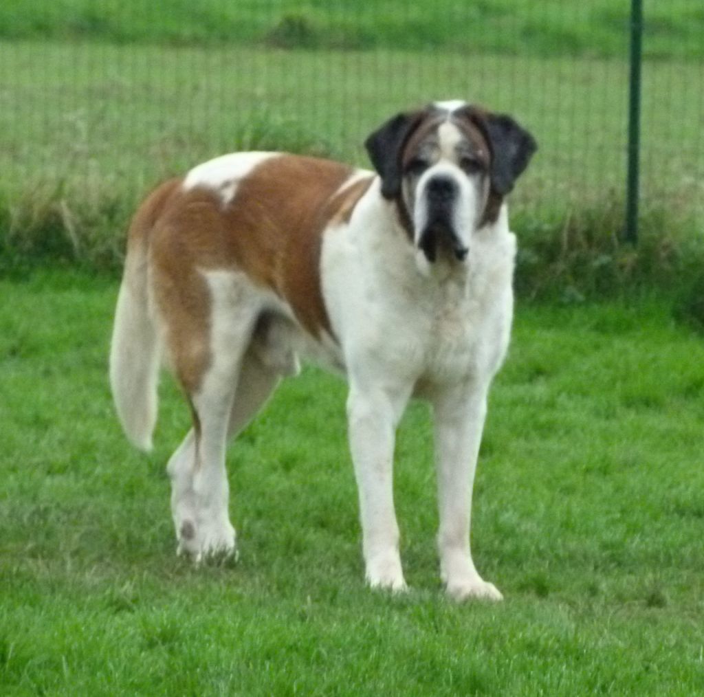 CH. Garou De La Maison Des Tartarin