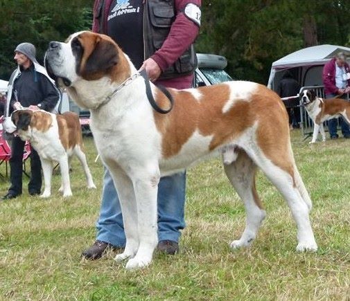 CH. Garou De La Maison Des Tartarin