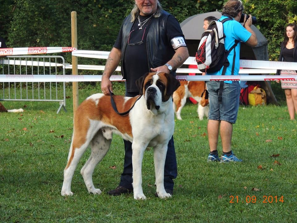 CH. Garou De La Maison Des Tartarin - Excellent