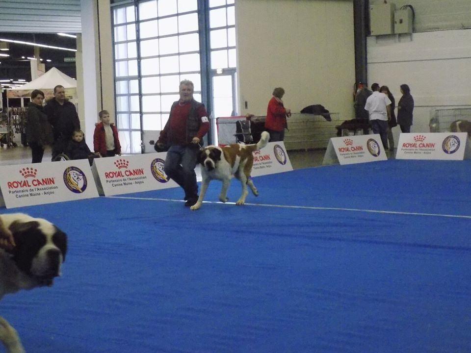 CH. Garou De La Maison Des Tartarin - EXCELLENT +