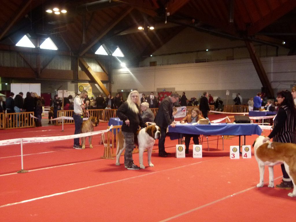 CH. Garou De La Maison Des Tartarin - 1ier Excellent Meilleur de Race sexe opposé cacs