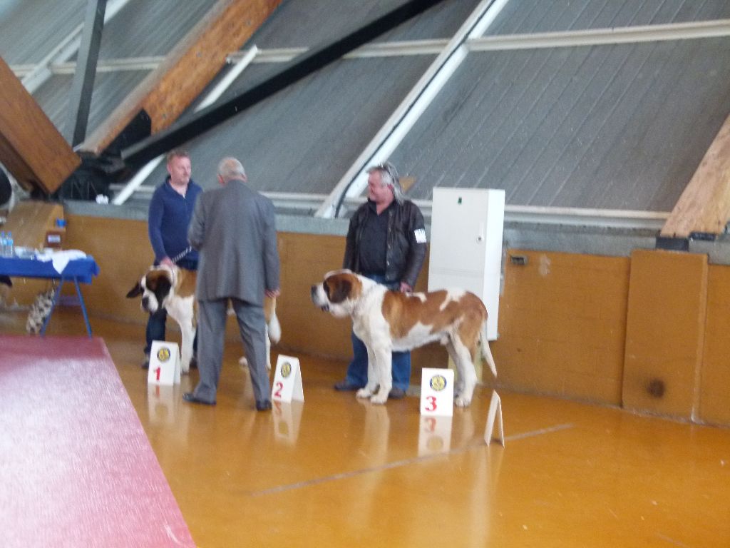 CH. Garou De La Maison Des Tartarin - 2iem Excellent RCACS RCACIB