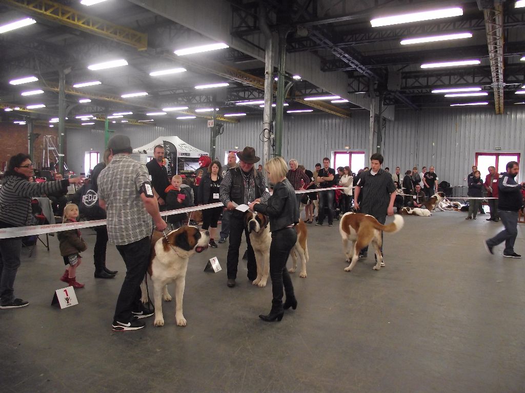 CH. Garou De La Maison Des Tartarin - 2iem Excellent RCACS