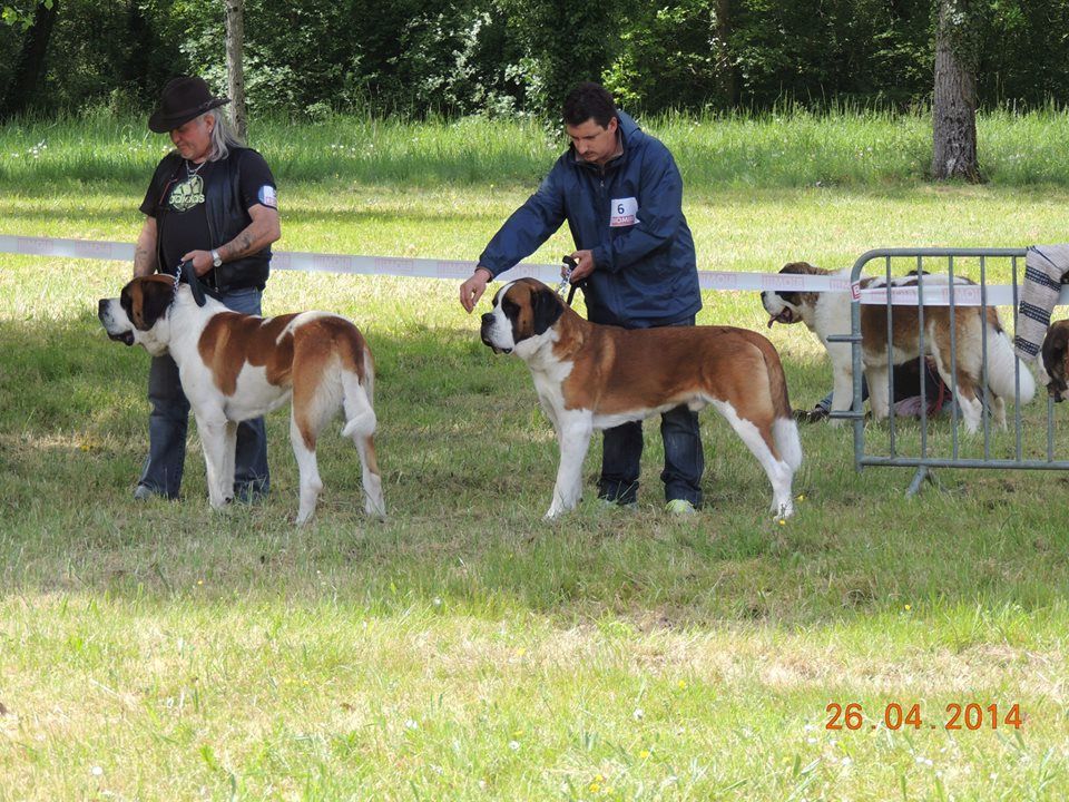 CH. Garou De La Maison Des Tartarin - Excellent