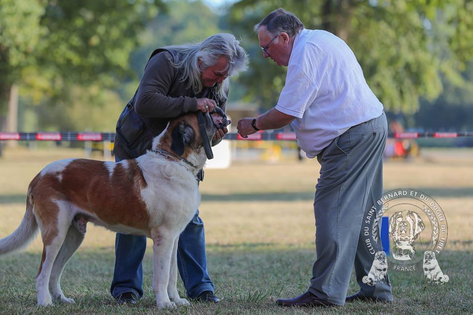 CH. Garou De La Maison Des Tartarin - VETERAN EXCELLENT +