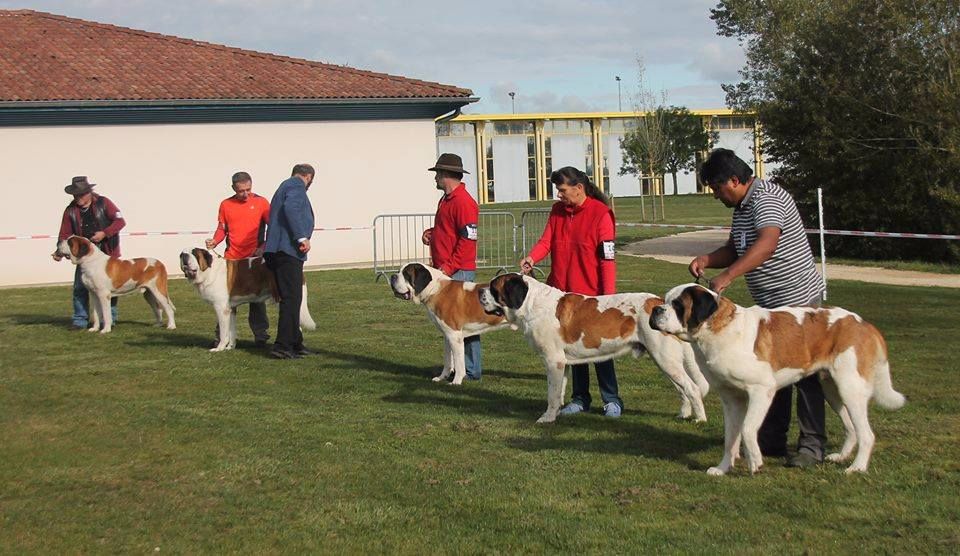 CH. Garou De La Maison Des Tartarin - 3ieme Excellent