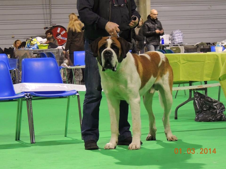 CH. Garou De La Maison Des Tartarin - 1ier Excellent Meilleur de Race cacs