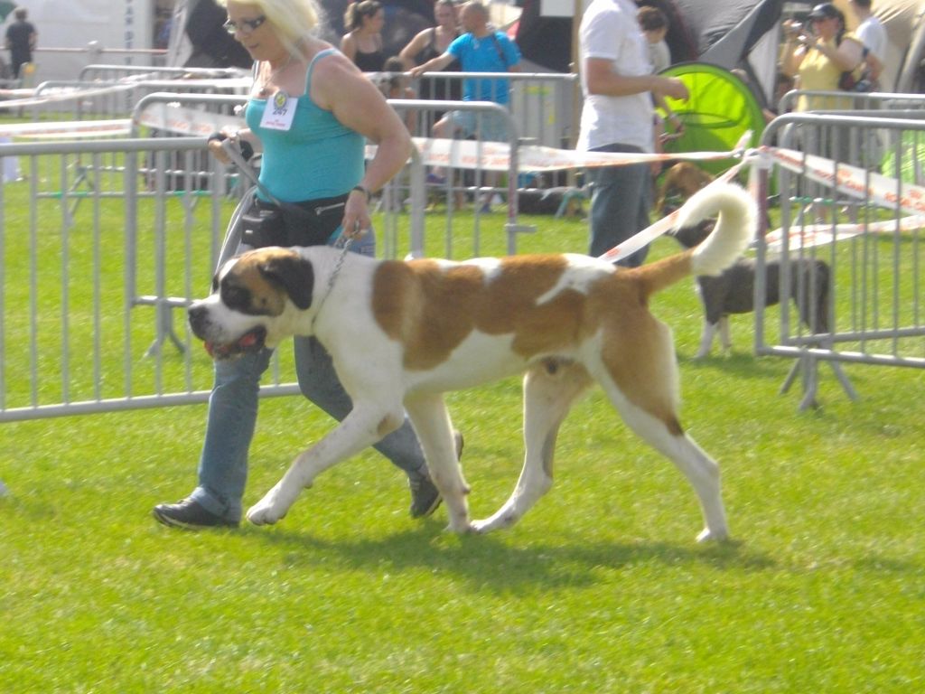 CH. Garou De La Maison Des Tartarin - 1ier Excellent Meilleur de Race Jeune