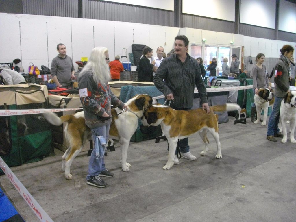 CH. Garou De La Maison Des Tartarin - classe intermediaire Excellent non classé