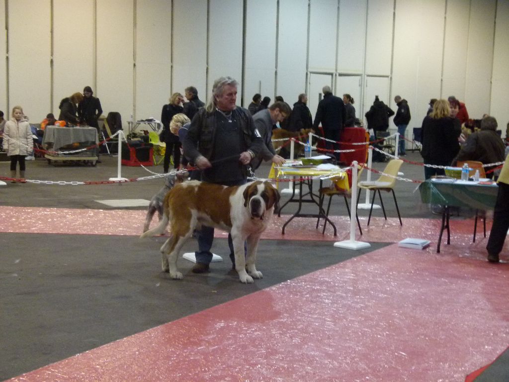 CH. Garou De La Maison Des Tartarin - 1ier Excellent Meilleur de Race cacs cacib