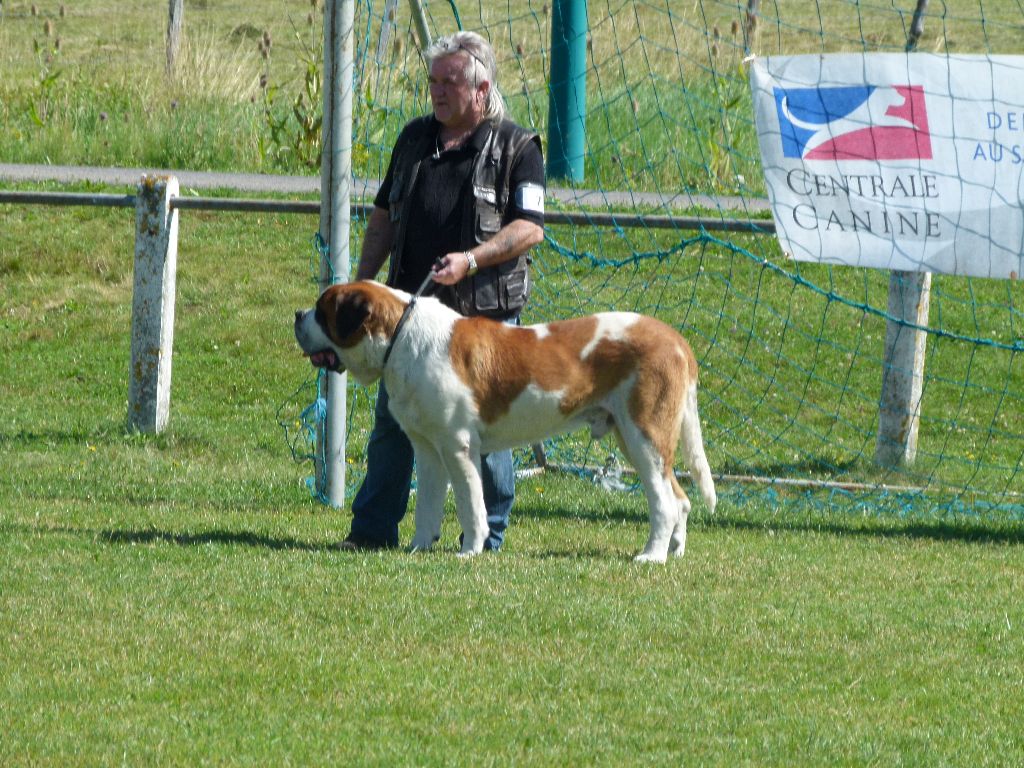 CH. Garou De La Maison Des Tartarin - Tres bon