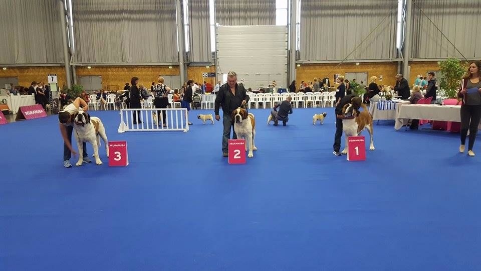 CH. Garou De La Maison Des Tartarin - 2iem Excellent RCACS RCACIB