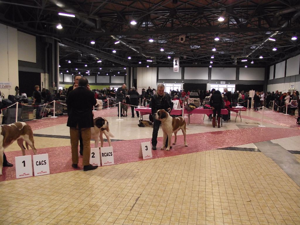 CH. Garou De La Maison Des Tartarin - 3ieme Excellent