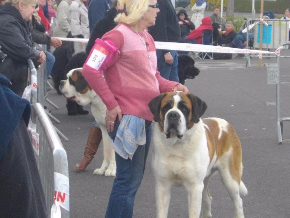 CH. Garou De La Maison Des Tartarin - 2iem Excellent