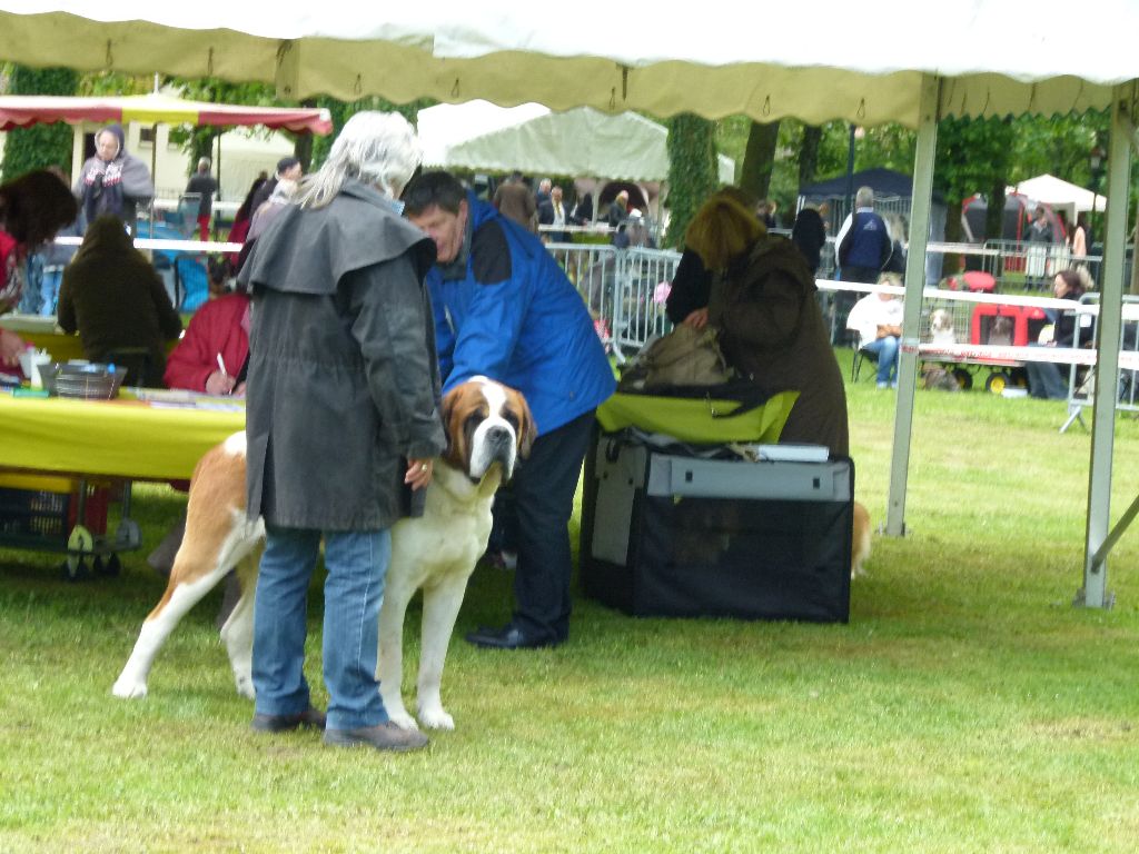 CH. Garou De La Maison Des Tartarin - 1ier Excellent Meilleur de Race sexe opposé cacs