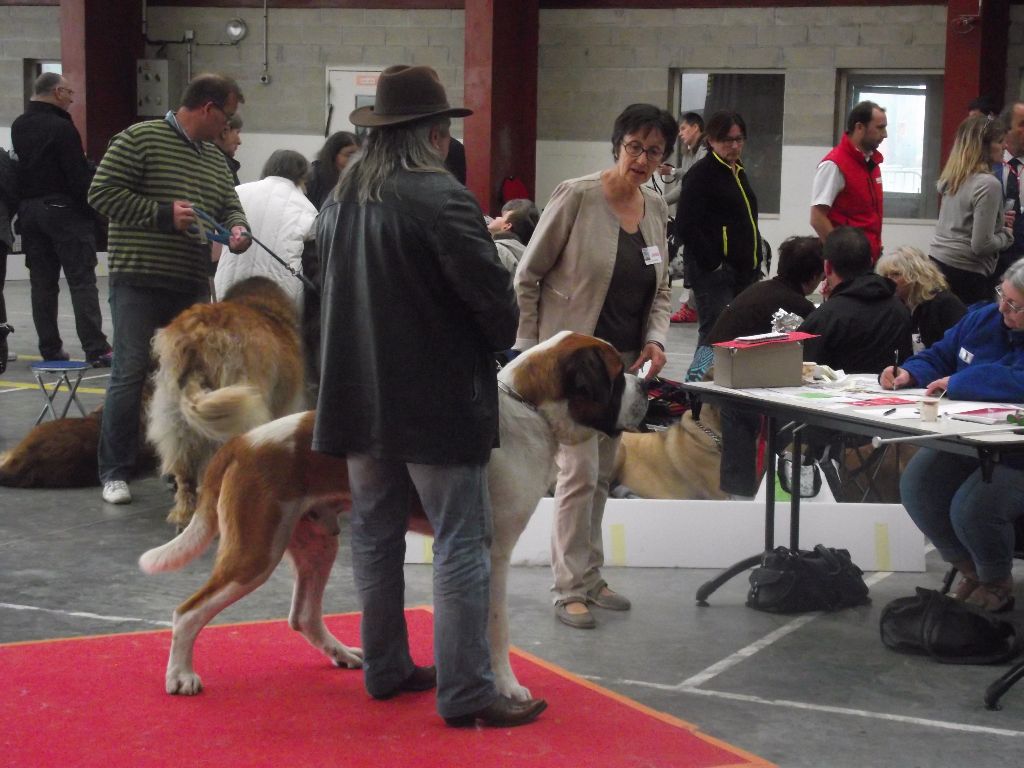 CH. Garou De La Maison Des Tartarin - 1ier Excellent Meilleur de Race cacs cacib