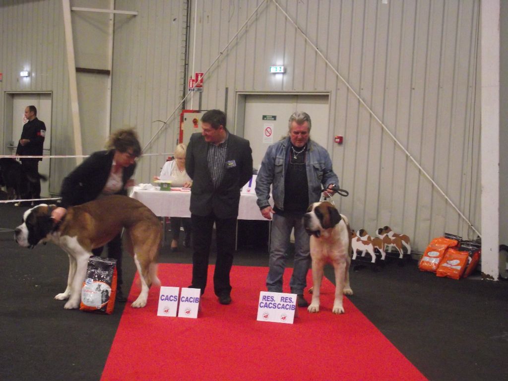 CH. Garou De La Maison Des Tartarin - 2iem Excellent RCACS RCACIB