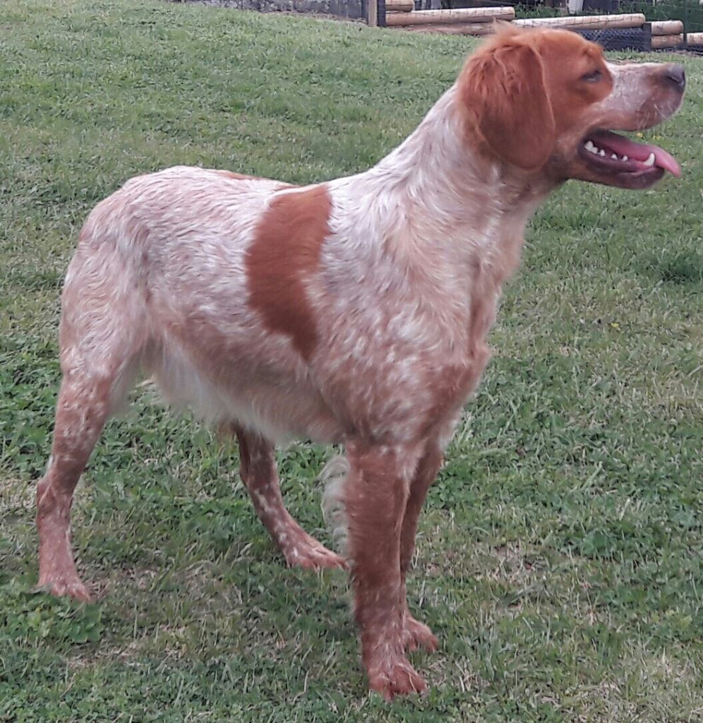 Naïs Du Plateau De La Serre - 2ème EXCELLENT COFBO