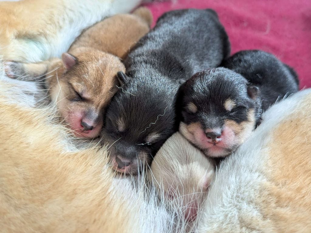 Shiba - De Matatizo Hakuna