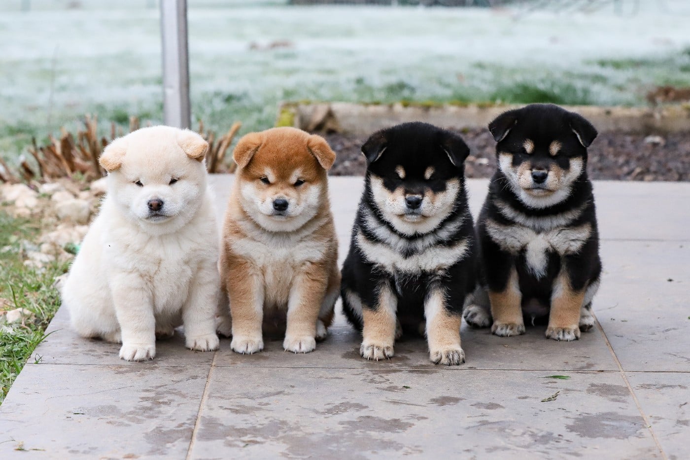 Shiba - De Matatizo Hakuna