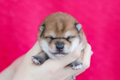 Les chiots de Shiba