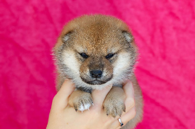 Les chiots de Shiba