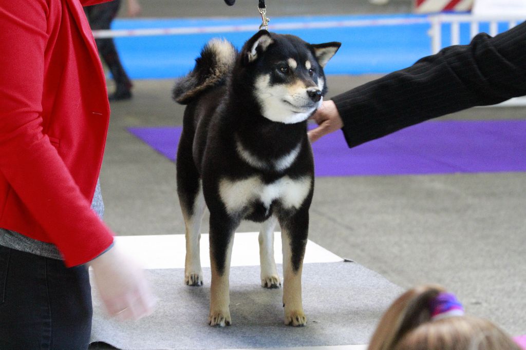 Shiba Inu Chiens Anipassion
