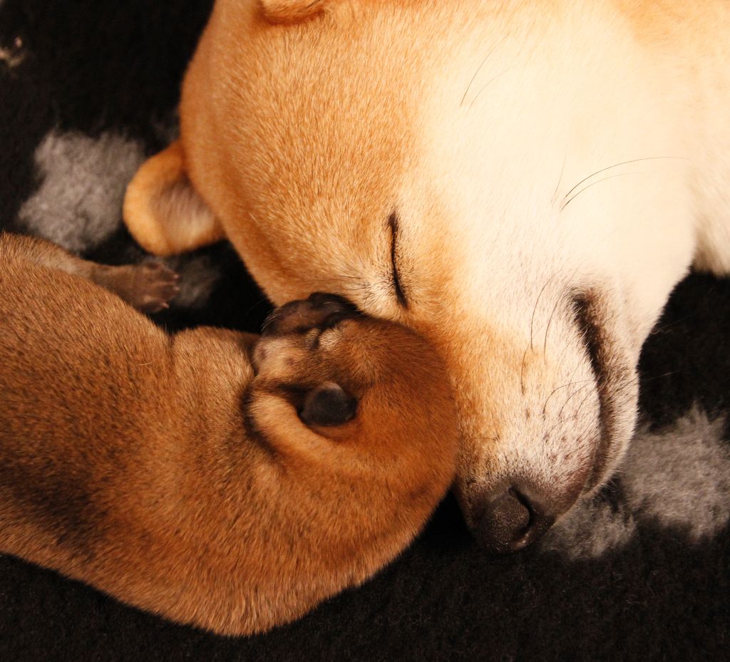 Sakura Kensha Elevage De Shiba Inu Et Shikoku Elevage De Shiba Inu Et Shikoku