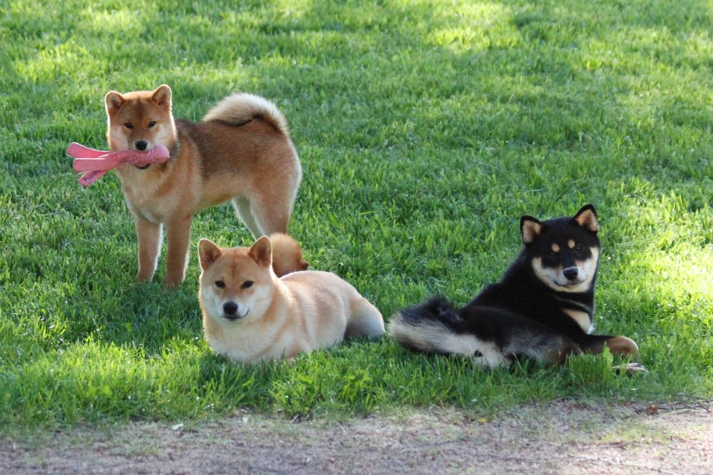 Elevage Shiba Inu France Decouvrez Notre Carte Interactive Mmshib Accessoires Et Peluches Shiba Inu