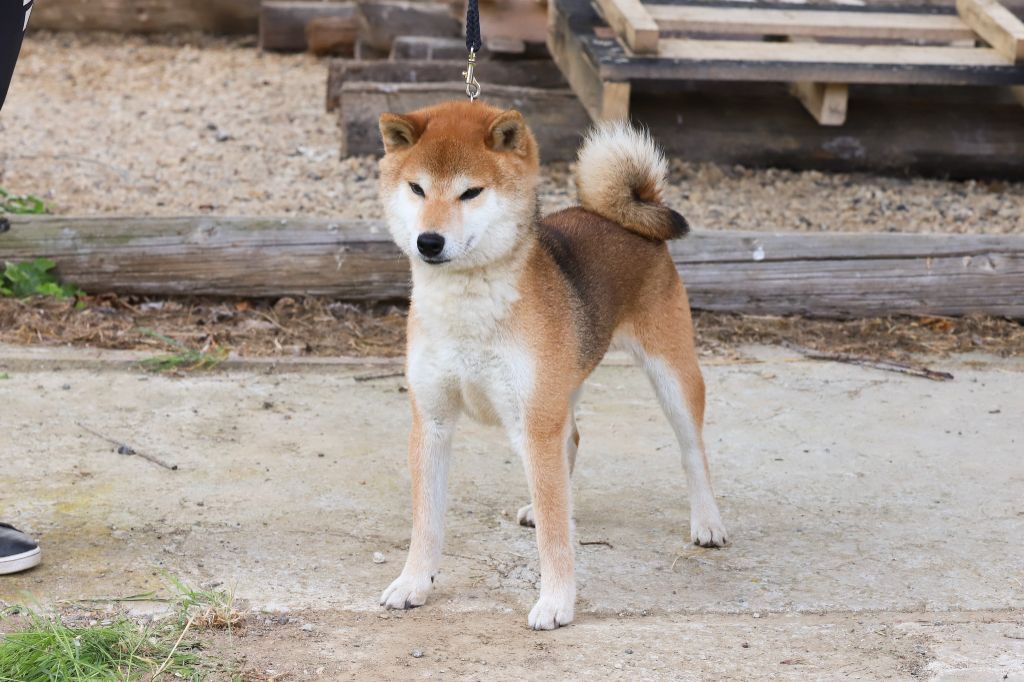 Ryujin go owari takaosou - 1er Excellent en Classe ouverte - BOS et 10/10 au Test de caractère