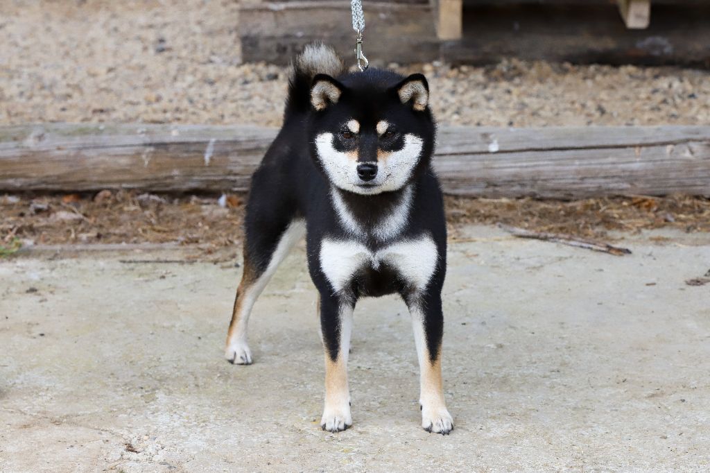 Uzume azore De Matatizo Hakuna - 3ème Excellent en Classe jeune + 10/10 au Test de caractère