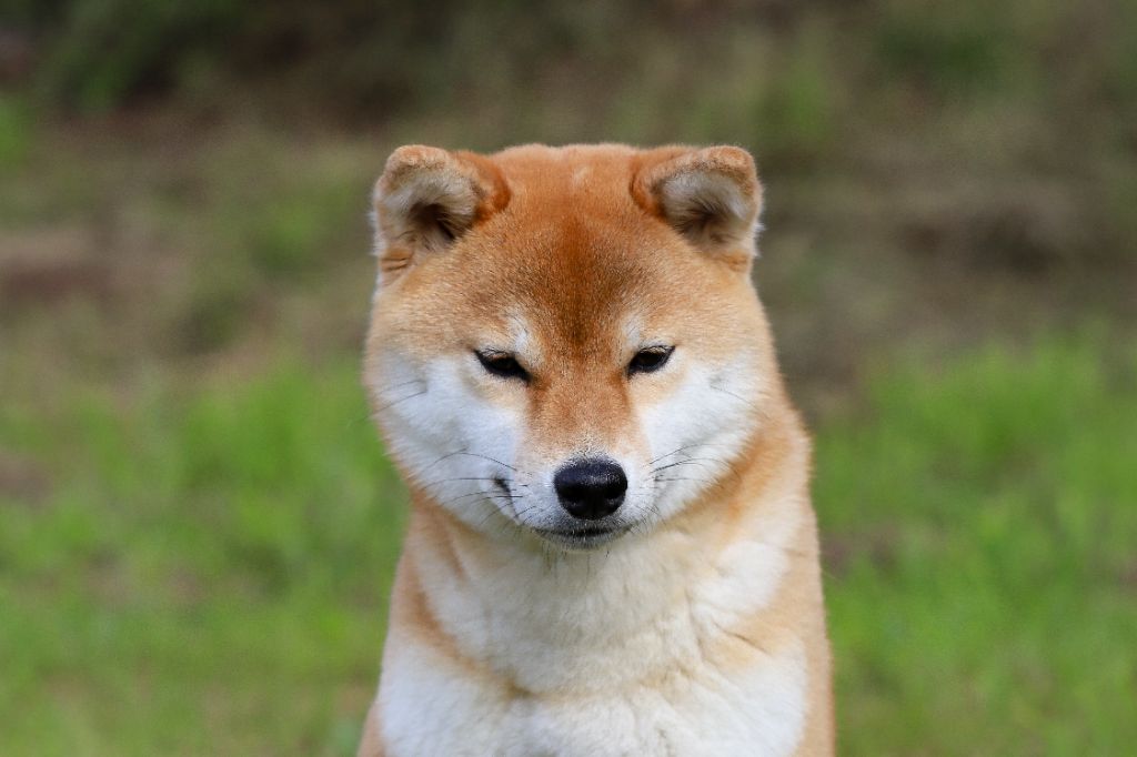 Toscane De Matatizo Hakuna - 1ère Très Bon en Classe jeune