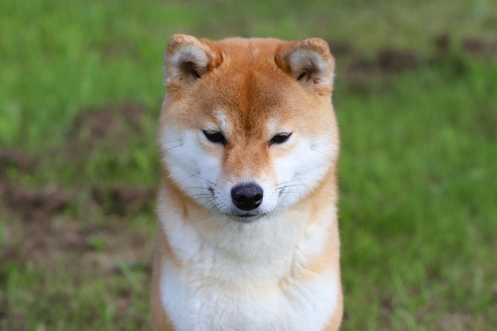 Toscane De Matatizo Hakuna - 2ème Excellent en Classe intermédiaire