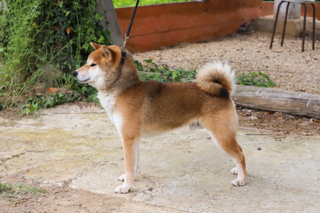 Ryujin go owari takaosou - Très bon en Classe ouverte