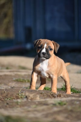 Les chiots de Staffordshire Bull Terrier