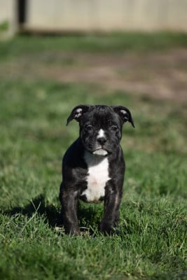 Les chiots de Staffordshire Bull Terrier